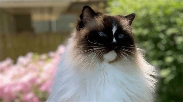 Is a Ragdoll cat a good patronus? – Celebrity.fm – #1 Official Stars, Business & People Network, Wiki, Success story, Biography & Quotes